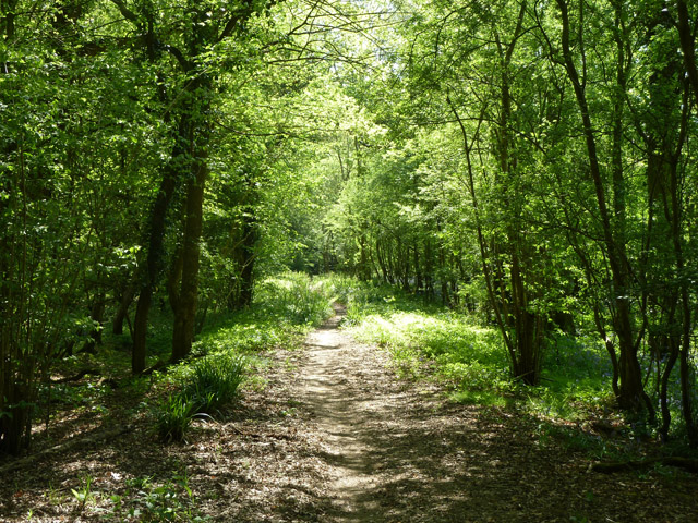 Bridleway, Baynard's Park © Robin Webster :: Geograph Britain and Ireland