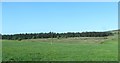 View upslope from the B31 towards the north-western section of Fews Forest