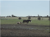 TR0072 : Pig and horse at Swanley Farm by Marathon