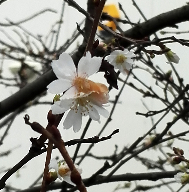 Winter Flowering Cherry