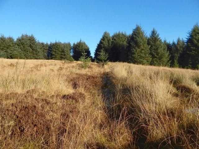 Course of a forestry track