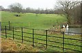 Duckpond and field, Great Rissington