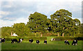 Cattle grazing east of Bell o