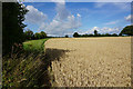 Wheat field by Bay