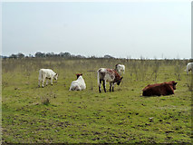 TQ4894 : Cattle, Hainault Forest by Robin Webster