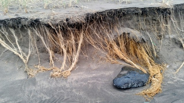 Roots of Marram Grass (Ammophila arenaria), Norwick beach