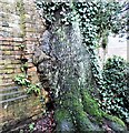 Oak growing into wall