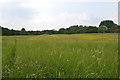 SP3476 : Whitley Common by Leaf Lane, early summer, Stivichall, Coventry by Robin Stott