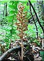 TQ8020 : Bird's-nest orchid, Brede High Woods by Patrick Roper