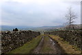 Walled Track above Heugh