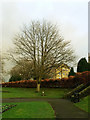 Ilkley - the Jubilee Tree