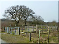 TQ4893 : Cattle pen, Hainault Forest by Robin Webster