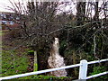 Newton Brook, Belmont, Hereford