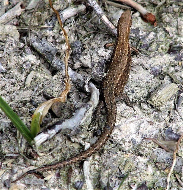 Common lizard, Brede High Woods