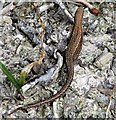 TQ7920 : Common lizard, Brede High Woods by Patrick Roper
