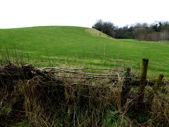 Hedge laying, Drumshanly