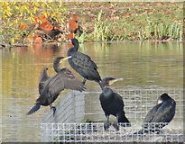 TQ0051 : Riverside Park - Cormorants by Colin Smith
