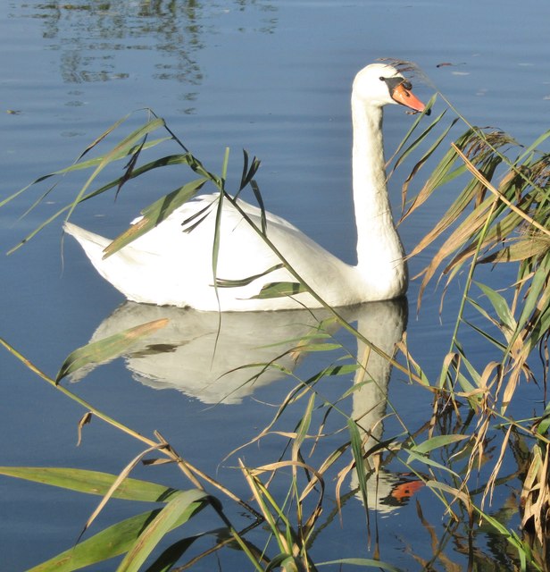 Riverside Park - Swan