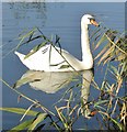 Riverside Park - Swan