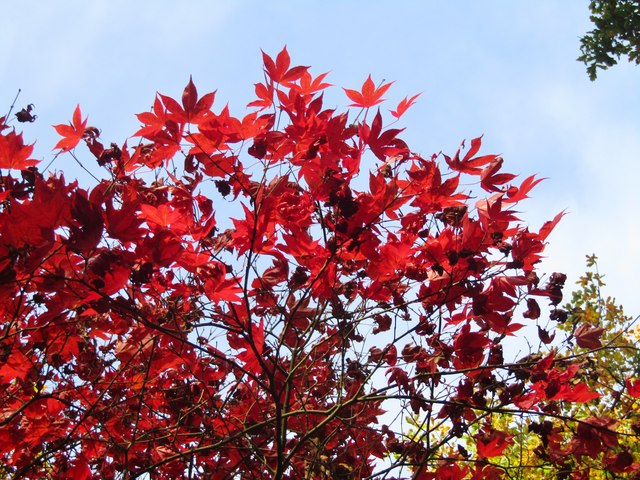 Winkworth Arboretum - Maple Leaves