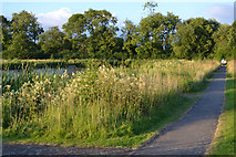 SP2964 : Walking round Kingfisher Pool on a summer's evening, Myton Fields, Warwick by Robin Stott