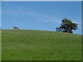 Pasture, Maitland