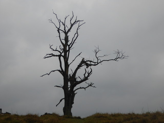 Tree on Clunbury Hill
