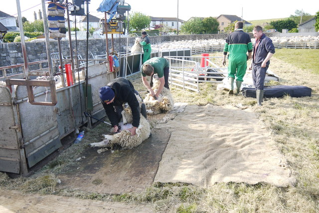 Shearing Sheep at the Showground West Bay (6)