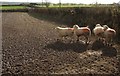 Sheep by the B3227