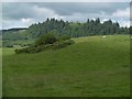 Hilly pasture, Muirhead