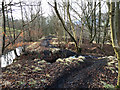 Path in Melloch Wood