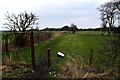 Blyth Golf Course from Plessey Lane