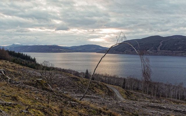 Clear felled Erchite Wood above Loch Ness