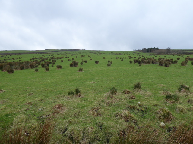 Rushes on a hill, Liscabble © Kenneth Allen :: Geograph Ireland