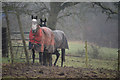 East Devon : Horses Grazing