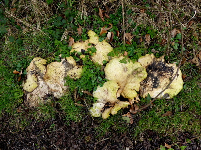Large fungus, Woodbrook