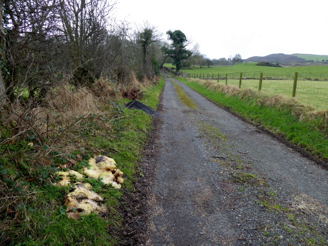 Fungus along a minor road, Woodbrook