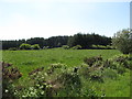 View across improved grassland to a forest plantation on Ballintemple Road