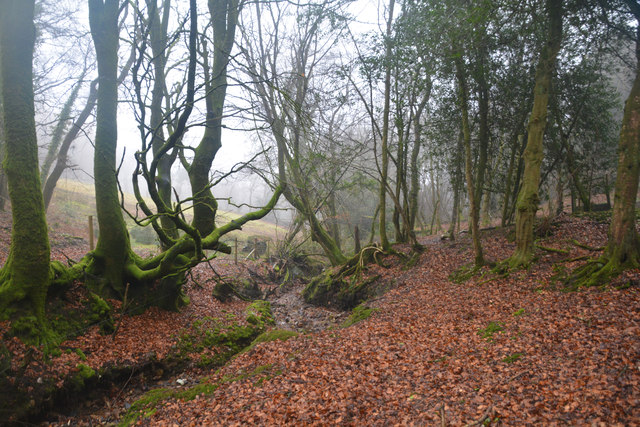 Mid Devon : Woodland