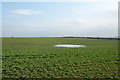 Field with leafy crop east of Craghead