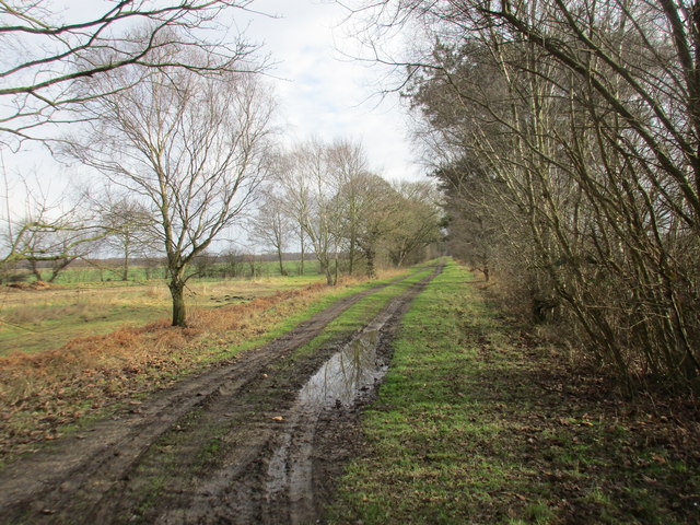 Track across Hatfield Moors