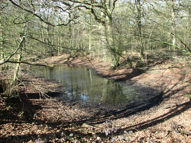 Small pond in Tindall Wood
