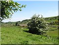 Lone Hawthorn bushes in the Upper Creggan Valley