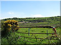 Wetland on the floor of the upper Creggan Valley