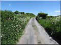 A profusion of Cow Parsley along Ballintemple Road