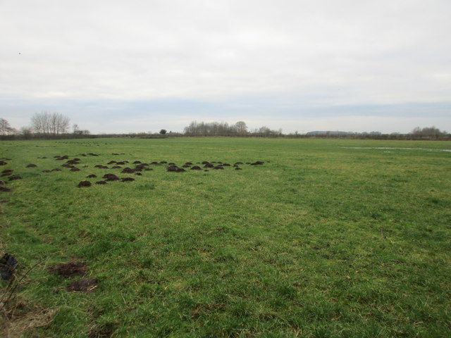 Grass field with molehills