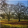 Trees near Brandesburton