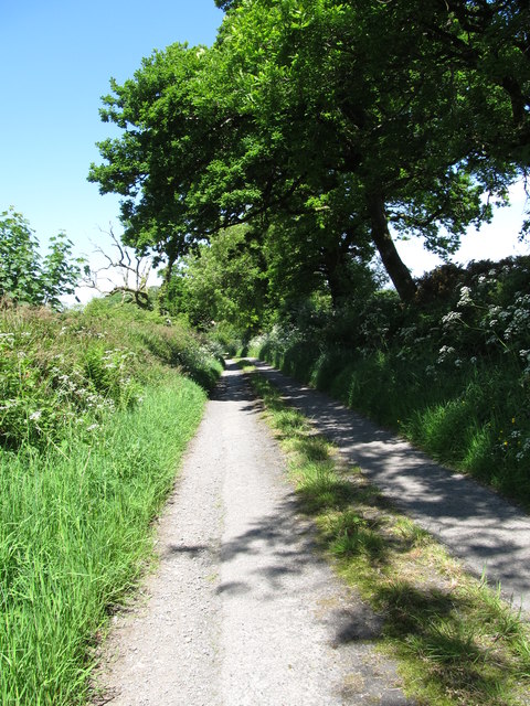 Trees on the Ballymoyer Weir Road