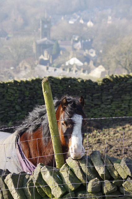 Horse at Hayfield
