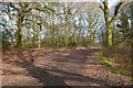 Path at the northern end of Epping Forest